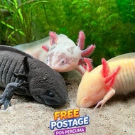 axolotl salamanders fish pets