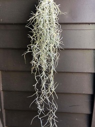 bunga gantung hidup tilandsia jenggot musa