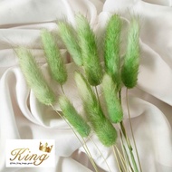 dried candy colour lagurus rabbit/ bunny tail cream white bunga kering - green