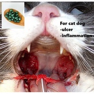 Ubat (10biji) Ulcer mulut pecah/ Bengkak/ Bisul Kucing & Anjing, Mouth ulcer inflammation cat dog
