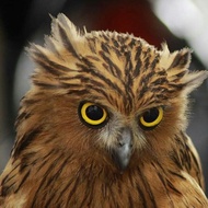 Burung hantu Buffy fish owl anakan lucu