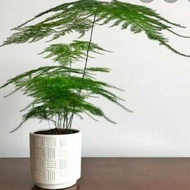 Pokok Asparagus Fern Paku Pakis