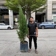 GPS Green Plant Society Live Tree Blue Pine 蓝松树 7-8ft