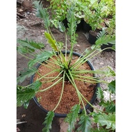 phelodendrom Xanadu plants big pot best indoor outdoor