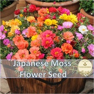 100pc Seed Portulaca Sun Japanese Moss Flower Biji Benih Bunga Ros Jepun 九点花日本太阳花种子