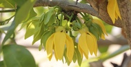 ต้นพันธุ์ การเวก กระดังงาไทย ไม้เลื้อย ดอกสีเหลือง ดอกกลิ่นหอมไกล มีสรรพคุณทางยา ต้นละ 69 บาท พร้อมปลูกในถุงดำ  เป็นไม้ดอกไม้ประดับให้ร่มเงาให้ดอกตลอดปี มีกลิ่นหอมใช้ทำเครื่องหอม · ดอกใช้สกัดน้ำมันหอมระเหย