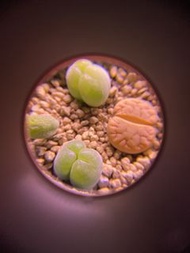 毛翠滴玉肉錐 短毛 多肉植物