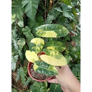 Exotic Plants - Nice Variegation of Philo Burl Max