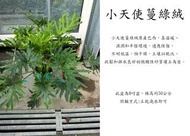 心栽花坊-小天使蔓綠絨/8吋/觀葉植物/室內植物/綠化植物/售價500特價400