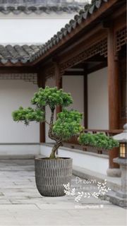 🇭🇰【Dream Plants植禮遇】  為你帶來 🌳 大型羅漢松盆栽 Large-sized Podocarpus (Buddhist Pine)