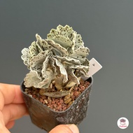 พายสวรรค์ Kalanchoe rhombopilosa ไม้อวบน้ำ กุหลาบหิน Cactus&amp;Succulent