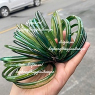 Ring 3mm toothpickbag, size 54-58mm, super beautiful random pattern