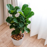 【室內盆栽】琴葉榕(小) 開幕盆栽 盆栽送禮 升遷送禮 企業送禮