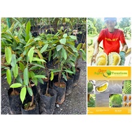 Anak pokok durian D145 / durian rare beserah