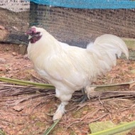 telur ayam kampung ibu hitam cross  bapak selasih Berbenih anak cantik