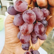 POKOK ANGGUR JUPITER (MANIS).