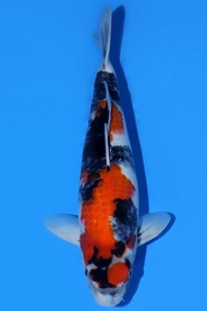 Ikan Koi Import Jepang Showa Sekiguchi 44 cm