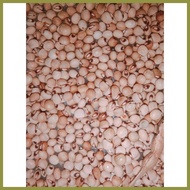 ۞ ✼ ∇ Kardis/Kadyos (15 seeds) Pigeon Pea