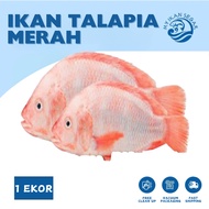 IKAN TALAPIA MERAH 1 EKOR (SIAP SIANG & CUCI) IKAN TALAPIA MERAH FROZEN FOOD TALAPIA IKAN FROZEN IKA