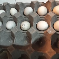JUAL TELUR/ANAK KATE/AYAM HIAS(kate ceper/jari 5/jambul/cemani/serama)