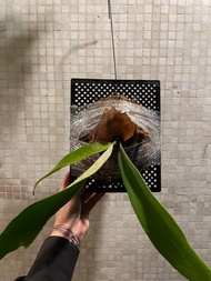 鹿角蕨 銀鹿爪哇 P.veitchii P.willinchi