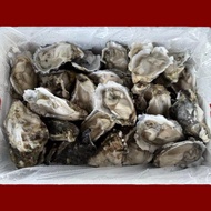 [SHCF] 12pc. Premium Japan Grade Half Shell Oyster Frozen Sashimi Pack