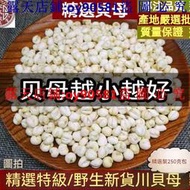 滿299發貨//農家自產川貝 川貝母正品無硫貝母個 川貝母 煲湯料 正宗四川阿壩川貝母粒 川貝粉