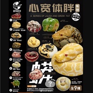 Animal Planet Heart Wide Body Fat No. 9 Python Chapter Red Blood Python Gold Python Bali Gold Head R