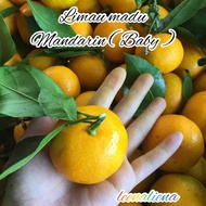 LIMAU MADU MANDARIN ( BABY) 500gram