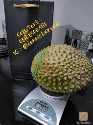 Durian Sultan Musang King Utuh 100% Impor Malaysia (Frozen/Beku)