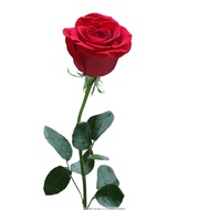 186.Rose seeds 10pcs free mail from SG