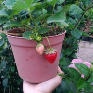 paket 5 pcs bibit strawberry mencir jumbo manis/bibit tanaman berbuah manis/bibit strawberry unggula