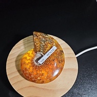 AMMONITE MADAGASCAR HQ POLISHED ORIGINAL