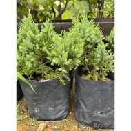 Pokok Krismas / Pencil Pine 🌲