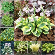 [Fast Germination] 50pcs Begonia Seeds Hosta Plantaginea Seeds Gardening Flower Seeds Easy To Grow P