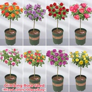 [Hot Selling] Eight Colors Climbing Rose Seeds Benih Pokok Bunga Rose Wangi Rose Flower Seeds Singapore Live Flower Plants In Pot Mawar Garden Bunga Rose Jepun Japanese Roses Plants Biji Benih Bunga Rose Hidup Indoor Plants Real Plants Seeds Vegetable