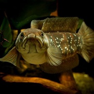 Ikan Channa Asiatica WS Pure