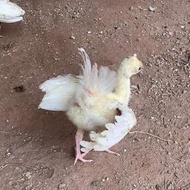 Anak Burung Merak Putih Anakan Baby White Peacock