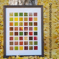 Fallen Leaves Leaves Specimen Photo Frame Handmade diy Autumn Leaves Collection 48 Grid Picture Fram