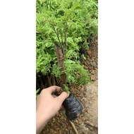 COMBO 10 CÂY ĐINH LĂNG GIỐNG NẾP LÁ NHỎ