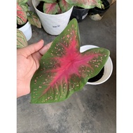 Keladi Red Flash / Keladi Murah / Unknown id / Caladium Plant