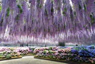 【韓國無購物】仙境繡球花、秋海棠鳥園、鐵道自行車、特麗愛3D、塗鴉5日
