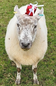 Rumah  m² dengan 3 kamar tidur dan 3 kamar mandi pribadi di Fiddington (Ewe-escape at Roobies Farm)