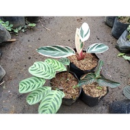 ♞,♘,♙Available live plants for sale Calathea Variety