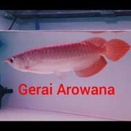 ikan Arwana Super Red +-30 up