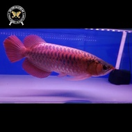 Ikan arwana super red sumo 47Cm 