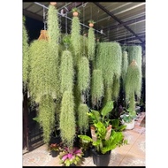 Pokok Janggut Adam Spanismoss pokok gantung