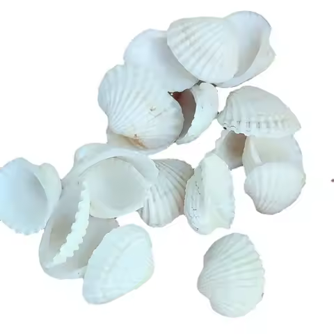 50Pcs Natural White Shell Sea Snail Fish Tank Vase Decorations White Scallop Small Ornamental Crafts