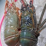 Terjamin Lobster Laut Segar Berkualitas Size 500Gr Up/1Kg -