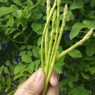 5 pcs benih asparagus hijau/green asparagus seed benih sayur green asparagus seed plants seed goreng tumis/salad